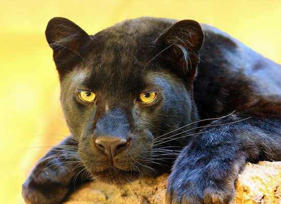 Der flehende Blick der Tiere