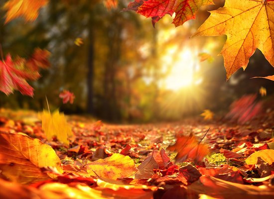 REIMEREI: Die Blätter fallen